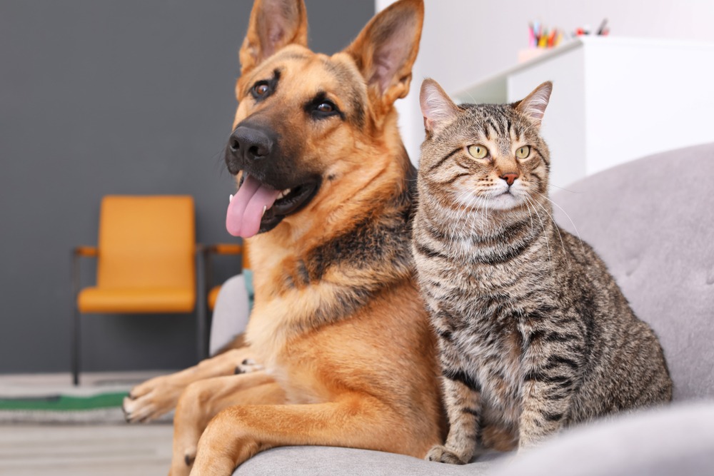Cats and Dogs: Do They Get Along?