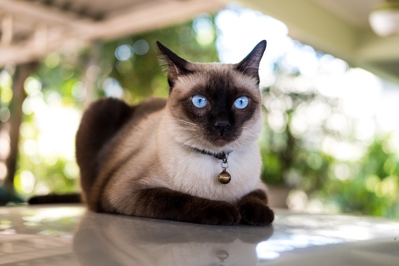 Cat Breeds: How Can I Identify My Cat's Breed?