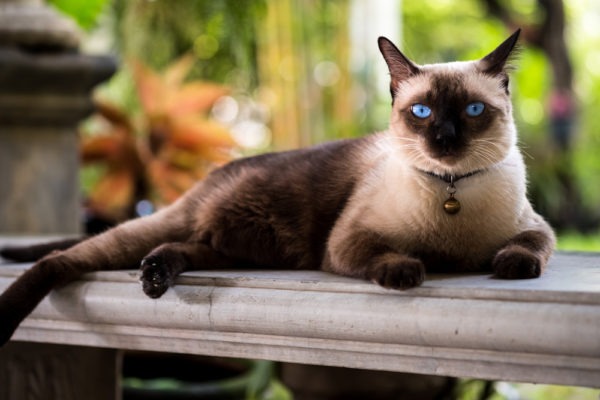 The Most Affectionate Cat Breeds Webbox