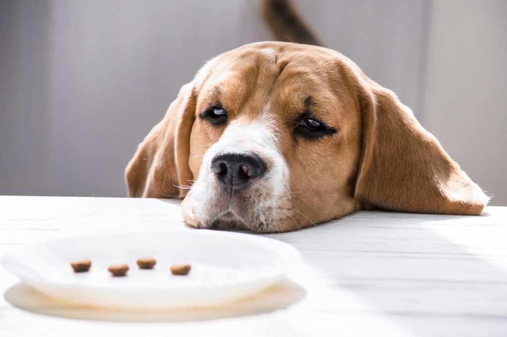 What to feed a dog shop with cancer and no appetite