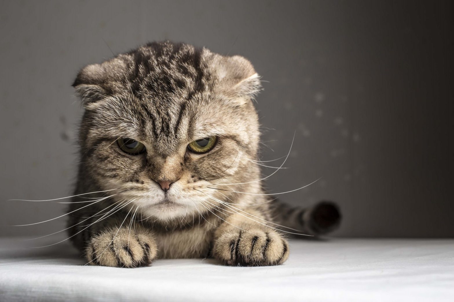 Cats Recognize Their Own Names--Even If They Choose to Ignore Them