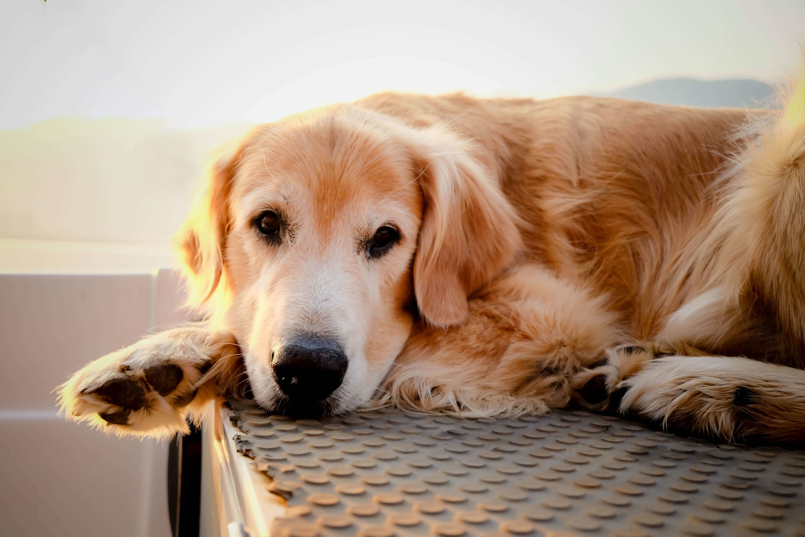 10 reasons why senior dogs make pawsome pets - Webbox