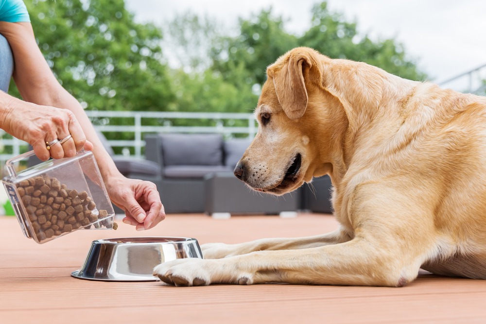 Dog Feeding Guide, What Should You Feed Your Dog